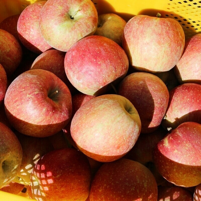 GAP, 저탄소, 강원특별자치도 농수특산물 인증 해발 620m 흘리 마을에서 재배한 건강하고 맛있는 사과